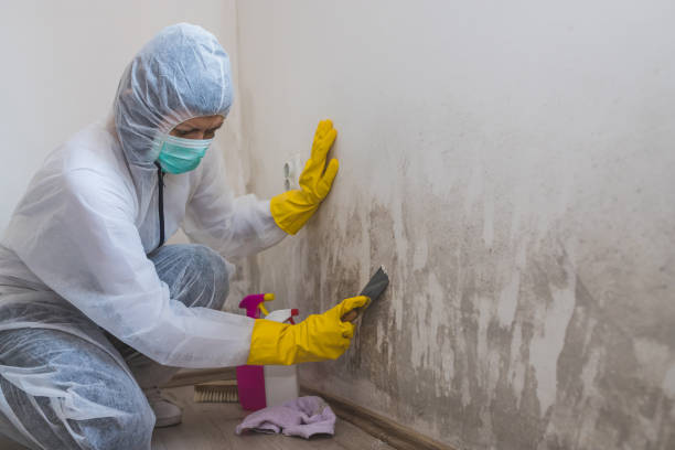 Best Emergency Mold Removal  in Kamiah, ID