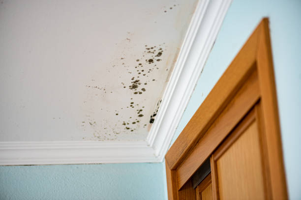 Best Toxic Mold Removal  in Kamiah, ID
