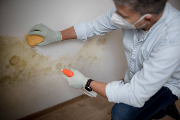 Best Mold Remediation  in Kamiah, ID