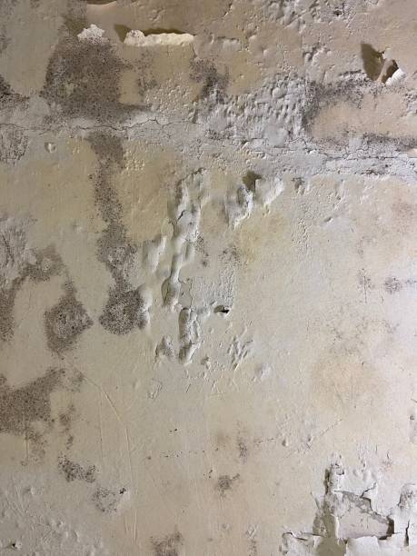 Best Office Mold Removal Services  in Kamiah, ID