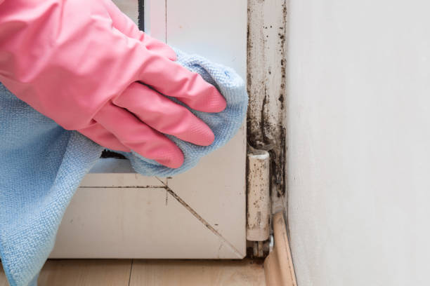 Best Mold Testing  in Kamiah, ID