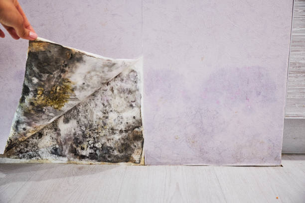Trusted Kamiah, ID Mold Removal Experts